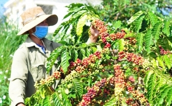 Dự báo giá cà phê trong nước ngày mai 30/1/2025 tăng tiếp