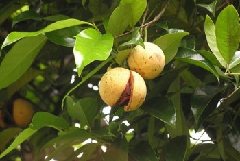 Xuất khẩu bạch đậu khấu và nhục đậu khấu đạt 27,6 USD