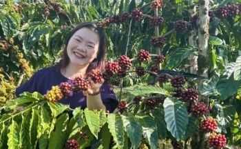 Giá cà phê trong nước hôm nay 31/1/2025 tiếp tục 'nhảy múa'