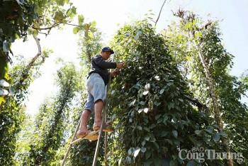 Giá tiêu hôm nay 2/2/2025, trong nước giữ xu hướng bình ổn