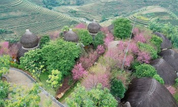 Những địa điểm du xuân ngắm hoa nở ở miền Bắc