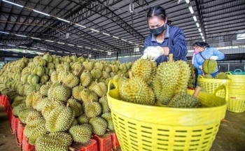 Nỗ lực xây dựng thương hiệu nông sản Việt tại Australia