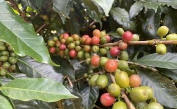 Giá cà phê Arabica lập đỉnh mới