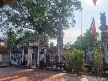 Về Văn Võ xem cây cọ trăm tuổi ‘ngự’ trên ngọn đa