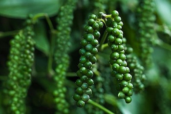 Xuất khẩu hồ tiêu sang Trung Quốc giảm xuống mức thấp nhất