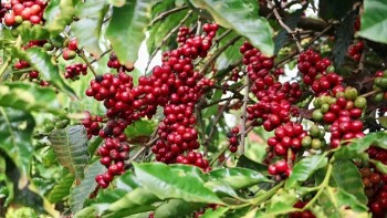Giá cà phê Arabica tăng lên mức cao kỷ lục