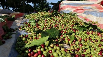 Xuất khẩu cà phê đạt gần 800 triệu USD trong tháng 1/2025