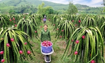 Vĩnh Phúc tập trung phát triển sản phẩm OCOP