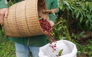 Dự báo giá cà phê trong nước ngày 8/2/2025 quay đầu giảm