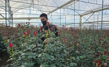 Giá hoa Đà Lạt tăng vọt dịp lễ tình nhân 14/2