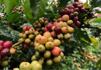 Thị trường hàng hoá 10/2: Giá cà phê diễn biến trái chiều
