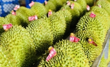 Giá sầu riêng 'lao dốc' sau Tết Nguyên đán