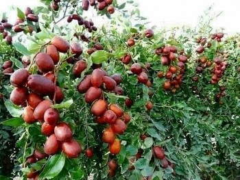 Táo đỏ đạt doanh thu cao trên sàn thương mại điện tử