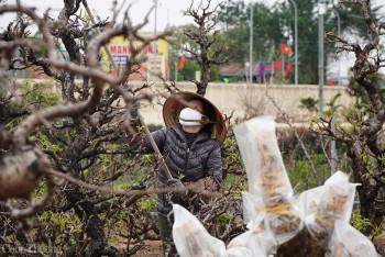 Nhật Tân tất bật hồi sinh vườn đào sau Tết Nguyên đán