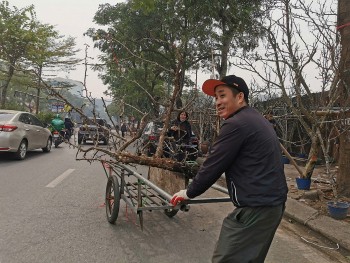 Thú chơi hoa lê của người Hà Nội sau Tết Nguyên đán