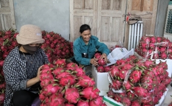 Hành trình đưa thanh long Lập Thạch trở thành thương hiệu OCOP