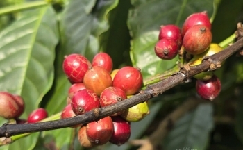 Cà phê Arabica kết thúc chuỗi tăng giá kỷ lục