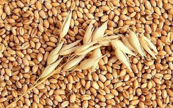 Tháng 1/2025, Việt Nam chi 107 triệu USD nhập khẩu lúa mì