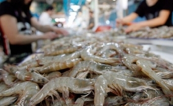 Tận dụng cơ hội từ FTA: Xuất khẩu tôm bứt phá