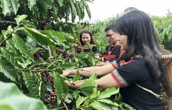 'Tiếp sức' cho thương hiệu cà phê Buôn Ma Thuột
