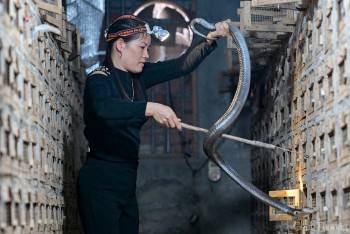 Ngôi làng phụ nữ bắt rắn hổ mang bằng tay ở Vĩnh Phúc