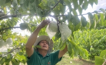 Cần Thơ: Hỗ trợ chủ thể xây dựng thương hiệu OCOP