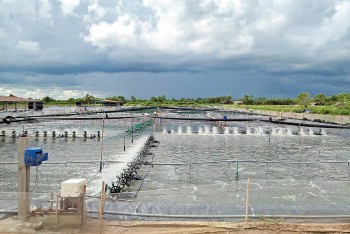 Ngành tôm Việt Nam: Hiệu quả từ mô hình liên kết