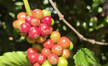 Xuất khẩu cà phê vào Bắc Âu trước Quy định EUDR