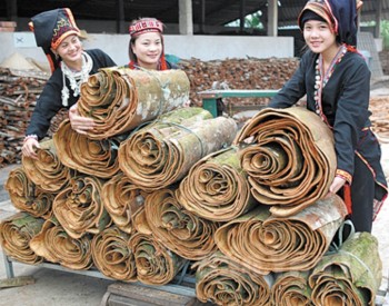 Xây dựng thương hiệu mạnh cho quế Yên Bái