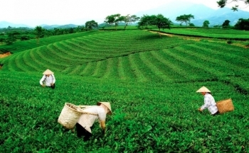 Thái Nguyên: Định hướng phát triển thương hiệu trà