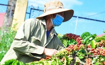 Dự báo giá cà phê ngày mai 19/2/2025 tăng trên 1.500 đồng/kg