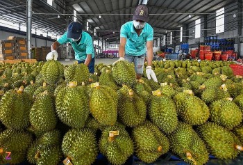 Siết kiểm tra sầu riêng xuất khẩu, doanh nghiệp cần làm gì?