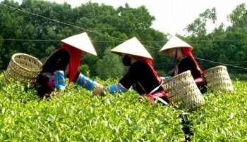 Quảng Ninh: Nâng tầm thương hiệu trà Hải Hà