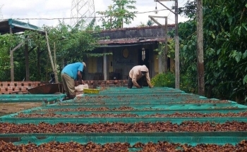 Giá cà phê hôm nay 23/2/2025 tăng mấp mé đỉnh lịch sử