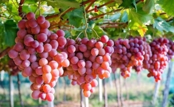 Nâng tầm thương hiệu nho Ninh Thuận