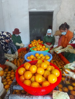 Tạo giá trị gia tăng cho sản phẩm cam Cao Phong