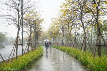 Độc lạ loài hoa từ Nam Mỹ nở sáng cả góc phố Hà Nội