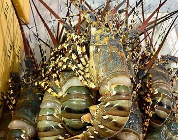 Tôm hùm Việt Nam xuất khẩu sang Trung Quốc tăng đột biến