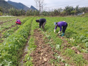 Đẩy mạnh liên kết sản xuất, tiêu thụ sản phẩm miền núi