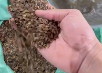 Cà phê giả, thiệt hại thật