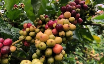 Giá cà phê biến động: Doanh nghiệp xuất khẩu ứng phó sao?