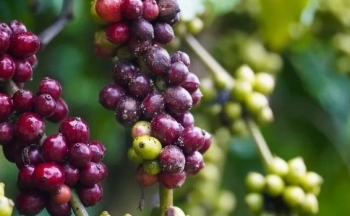 Xuất khẩu tăng, ngành nông nghiệp xuất siêu hơn 5,1 tỷ USD