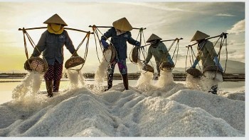 Cánh đồng khát vọng