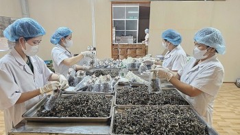 Sản phẩm đề xuất OCOP 5 sao của Quảng Bình có gì đặc biệt?