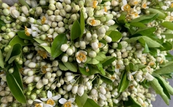 Tháng ba, hoa bưởi toả hương khắp phố phường Hà Nội