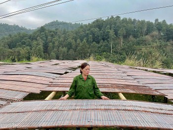 Thúc đẩy tiêu thụ, xây dựng thương hiệu miến dong Bắc Kạn