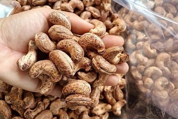 Việt Nam thu về 425 triệu USD từ xuất khẩu hạt điều