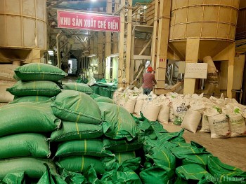 Giá lúa giảm sâu, nông dân mong chờ chính sách hỗ trợ