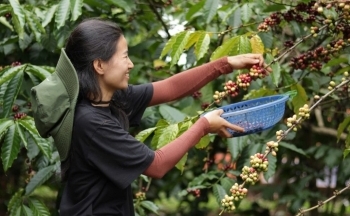 Giá cà phê tăng mạnh, xuất khẩu mang về hơn 1,7 tỷ USD chỉ sau 2 tháng