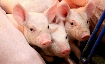 Giá heo hơi hôm nay 12/3/2025: Tăng, giảm trái chiều